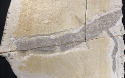 Weichschwamm Codites serpentinum