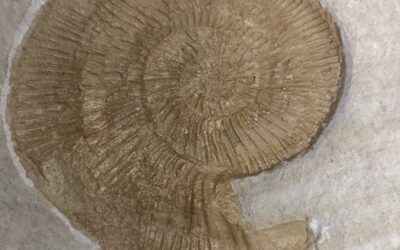 Sillisphinctes russi