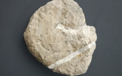 Streblites sp.