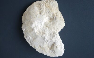 Streblites sp.