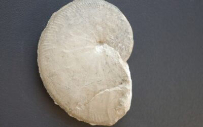 Streblites tenuilobatus