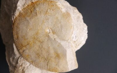 Streblites levipictus
