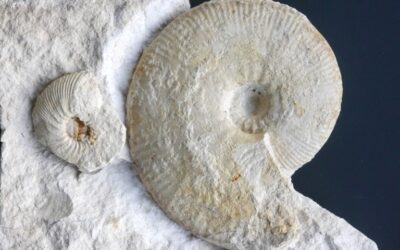 Aulacostephanus (Aulacostephanus) pseudomutabilis und Aulacostephanus (Aulacostephanus) pinguis
