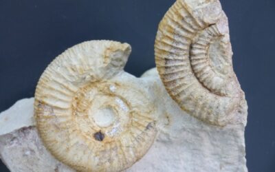 Orthosphinctes (Orthosphinctes) polygyratus