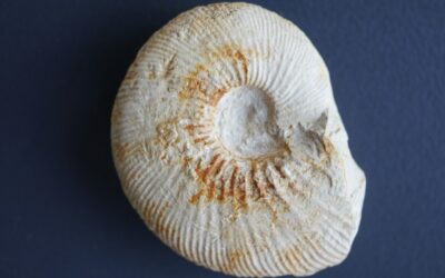 Subdiscosphinctes sp.