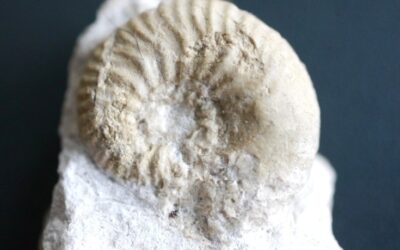 Sutneria (Enosphinctes) eumela