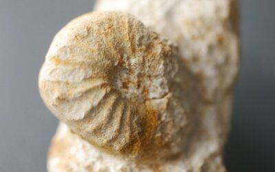 Sutneria (Sutneria) platynota
