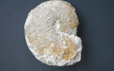 Taramelliceras (Metahaploceras) litocerum