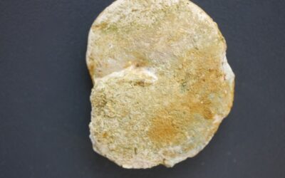 Taramelliceras (Proscaphites) semiplanum