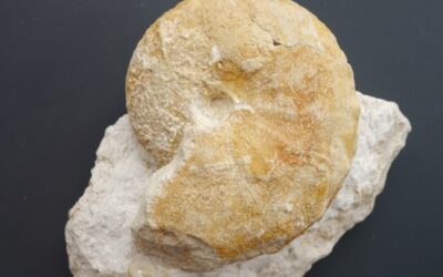 Taramelliceras (Taramelliceras) compsum