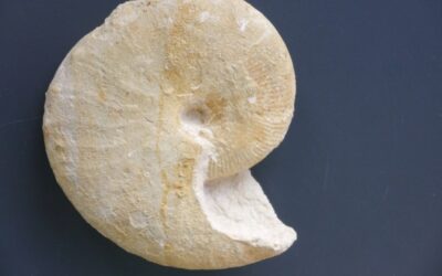 Taramelliceras (Taramelliceras) compsum