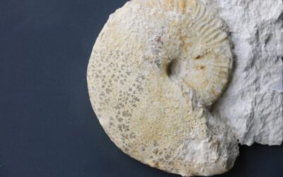 Taramelliceras (Taramelliceras) compsum