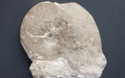 Taramelliceras (Taramelliceras) klettgovianum