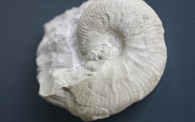 Taramelliceras (Taramelliceras) pseudoculatum