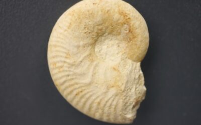 Taramelliceras (Taramelliceras) pseudoculatum