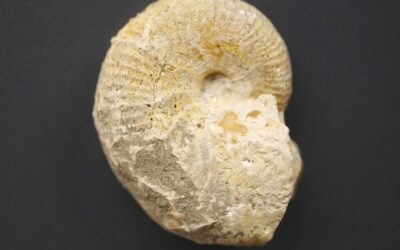 Taramelliceras (Taramelliceras) argoviense