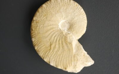 Taramelliceras (Taramelliceras) pseudoflexuosum