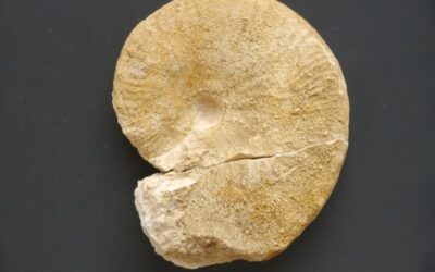 Taramelliceras sp.