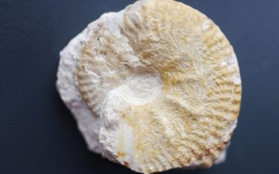 Taramelliceras sp.