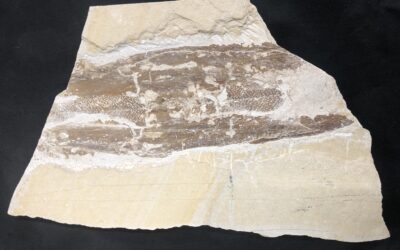 Tintenfisch Schulp Trachyteuthis hastiformis