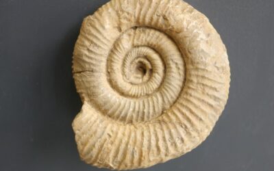 Alligaticeras sp.