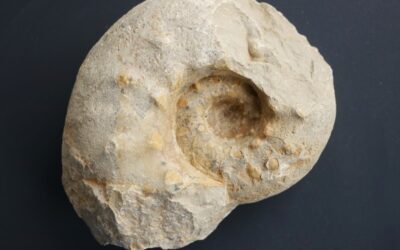 Aspidoceras binodum