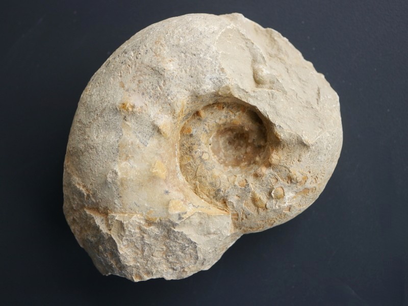 Aspidoceras binodum-Kimmeridgium