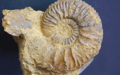 Cardioceras (Cardioceras) cf. ashtonense