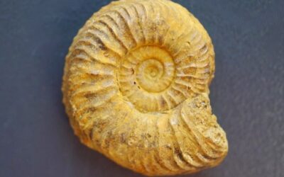 Cardioceras sp.