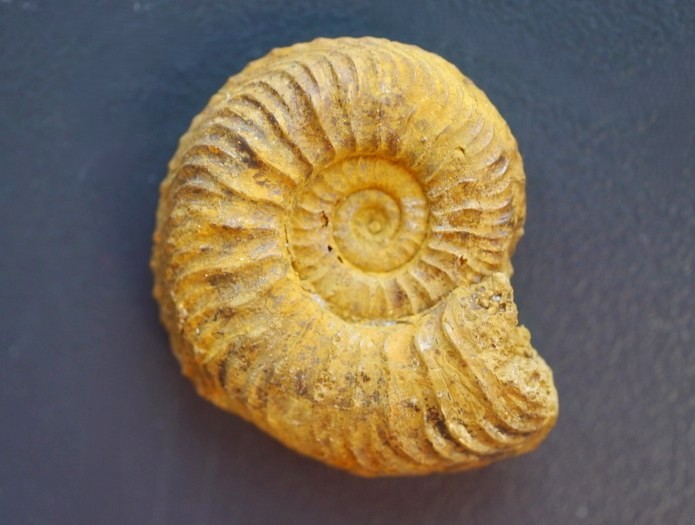 Cardioceras sp.-Oxfordium