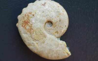 Creniceras dentatum