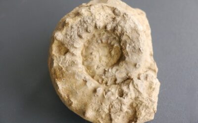 Euaspidoceras (Euaspidoceras) hypselum