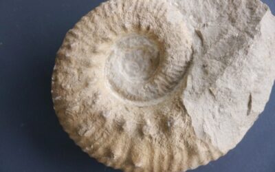 Euaspidoceras sp.?