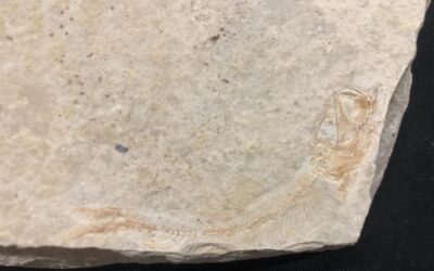 Fisch Leptolepides sprattiformis