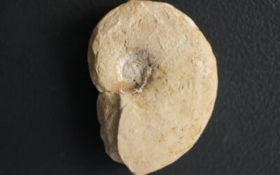 Glochiceras (Lingulaticeras) solenoides