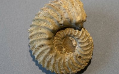 Gregoryceras sp.