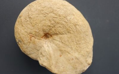 Holcophylloceras manfredi