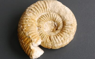 Lithacosphinctes gigantoplex