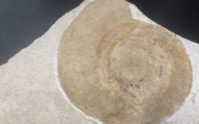 Lithacoceras (Lithacoceras) ulmense