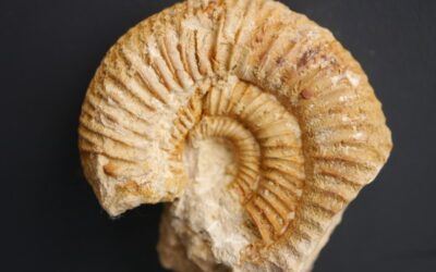 Lithacosphinctes gigantoplex