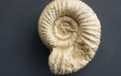 Microbiplices prowitteanus