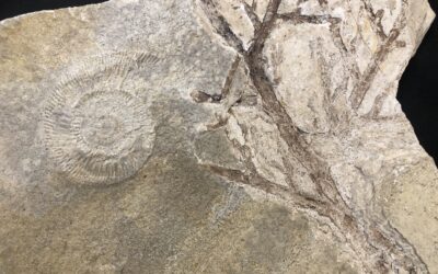 Nadelholz Brachyphllum und Sillisphinctes russi