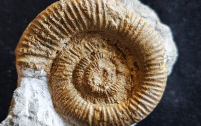 Nebrodites (Nebrodites) hospes minor