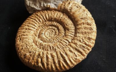 Nebrodites (Nebrodites) peltoceratoides