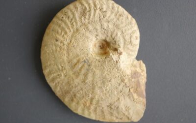 Ochetoceras (Ochetoceras) canaliculatum