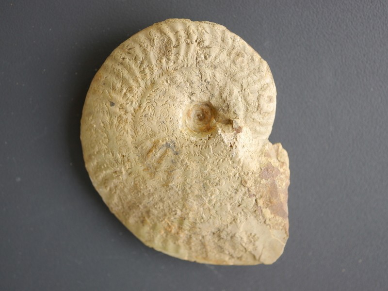 Ochetoceras (Ochetoceras) canaliculatum-Oxfordium