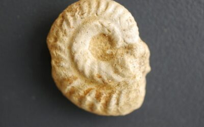 Ochetoceras (Ochetoceras) hispidum, juvenil