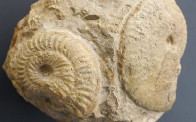 Ochetoceras hispidum und Ochetoceras sp.