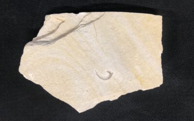 Onychites, großer Fanghaken eines Belemniten