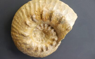 Orthaspidoceras uhlandi